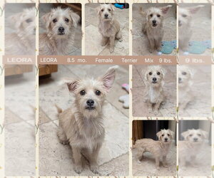 Chihuahua-Unknown Mix Dogs for adoption in Mesa, AZ, USA