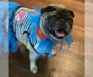 Pug Dogs for adoption in Maryville, TN, USA