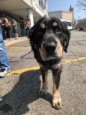 Bernese Mountain Dog Dogs for adoption in Southampton, NY, USA