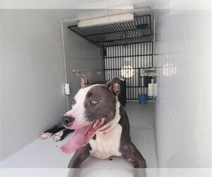 Staffordshire Bull Terrier-Unknown Mix Dogs for adoption in Houston, TX, USA