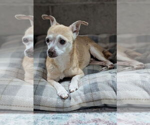 Chihuahua-Unknown Mix Dogs for adoption in New London, WI, USA