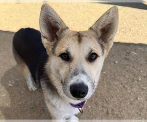 German Shepherd Dog-Unknown Mix Dogs for adoption in Martinez, CA, USA