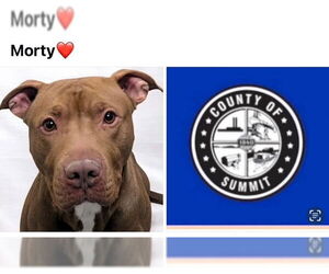 American Pit Bull Terrier-Unknown Mix Dogs for adoption in Akron, OH, USA