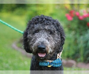Poodle (Standard)-Unknown Mix Dogs for adoption in Cookeville, TN, USA