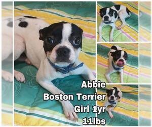 Boston Terrier Dogs for adoption in Seattle, WA, USA