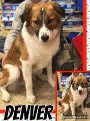 Collie-Unknown Mix Dogs for adoption in Fenton, MO, USA