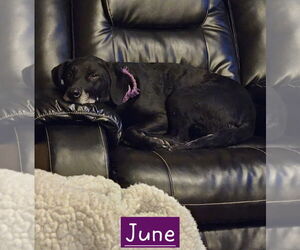 Mutt Dogs for adoption in Parker Ford, PA, USA
