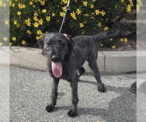 Labradoodle Dogs for adoption in Jackson, CA, USA
