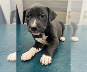 Catahoula Leopard Dog-Labrador Retriever Mix Dogs for adoption in Mobile, AL, USA