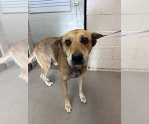 German Shepherd Dog-Unknown Mix Dogs for adoption in San Bernardino, CA, USA