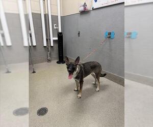 German Shepherd Dog-Unknown Mix Dogs for adoption in Las Vegas, NV, USA