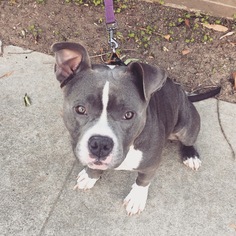 American Staffordshire Terrier Dogs for adoption in Richmond, CA, USA