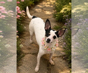 Rat-Cha Dogs for adoption in Phoenix, AZ, USA