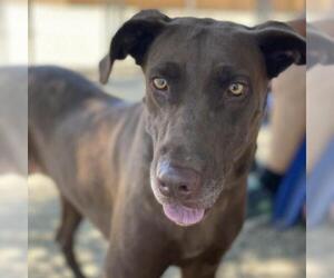 Labmaraner Dogs for adoption in San Diego, CA, USA