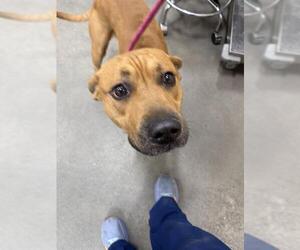 German Shepherd Dog-Unknown Mix Dogs for adoption in Forestville, MD, USA