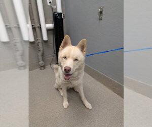 Siberian Husky-Unknown Mix Dogs for adoption in Las Vegas, NV, USA