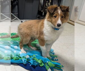 Mutt Dogs for adoption in Caldwell, NJ, USA