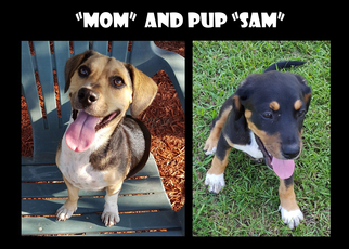 Beagle Dogs for adoption in Madison, AL, USA