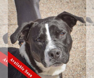 Medium Photo #2 Boxer-Unknown Mix Puppy For Sale in Huntley, IL, USA