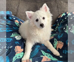 Mutt Dogs for adoption in Fargo, ND, USA