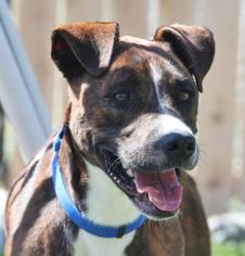Bullboxer Pit Dogs for adoption in Grass Valley, CA, USA