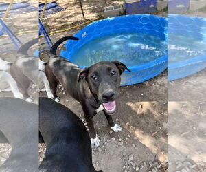 Boxador Dogs for adoption in Tracy City, TN, USA