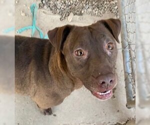 Small American Pit Bull Terrier-Chocolate Labrador retriever Mix