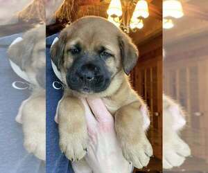 Catahoula Leopard Dog-Labrador Retriever Mix Dogs for adoption in New York, NY, USA