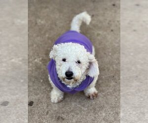 Poochon Dogs for adoption in Dana Point, CA, USA