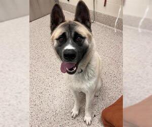 Akita Dogs for adoption in Brighton, CO, USA