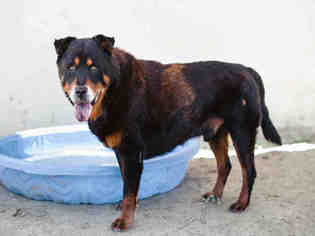Rottweiler Dogs for adoption in Beverly Hills, CA, USA