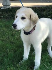 Medium Photo #1 Great Pyrenees-Unknown Mix Puppy For Sale in Dallas, TX, USA
