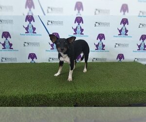 Mutt Dogs for adoption in Orlando, FL, USA
