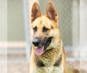 German Shepherd Dog Dogs for adoption in Camarillo, CA, USA