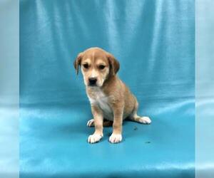 Beagle Dogs for adoption in Morton Grove, IL, USA