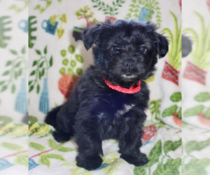 Havanese-Unknown Mix Dogs for adoption in Brooklyn Center, MN, USA