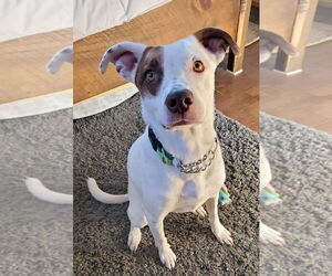 Mutt Dogs for adoption in Winter Park, CO, USA