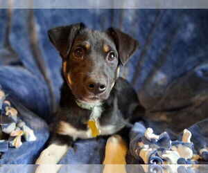 Mutt Dogs for adoption in Sandy, UT, USA