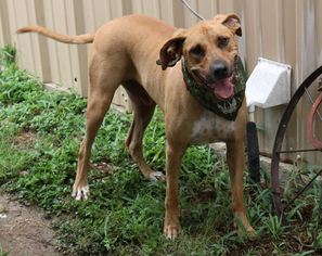 Rhodesian Ridgeback Dogs for adoption in Bandera, TX, USA