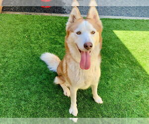 Siberian Husky-Unknown Mix Dogs for adoption in Moreno Valley, CA, USA
