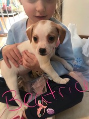 Medium Photo #1 Beagle-Unknown Mix Puppy For Sale in toms river, NJ, USA