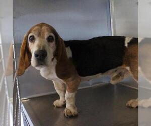 Basset Hound Dogs for adoption in Dallas, TX, USA