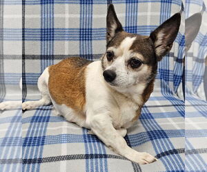 Chihuahua-Unknown Mix Dogs for adoption in Grovetown, GA, USA