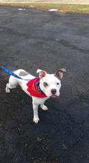 Free-Lance Bulldog Dogs for adoption in Bridgewater, NJ, USA