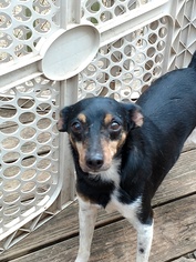 Rat Terrier Dogs for adoption in Ft. Worth, TX, USA