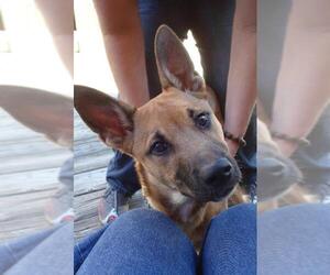 Doberman Pinscher-Unknown Mix Dogs for adoption in Decatur, GA, USA