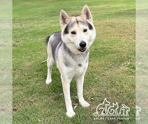Siberian Husky Dogs for adoption in Irvine, CA, USA