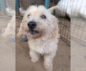 Mutt Dogs for adoption in San Antonio, TX, USA