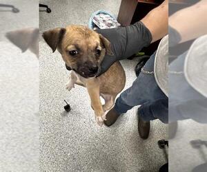 Chihuahua-Unknown Mix Dogs for adoption in Pasadena, TX, USA