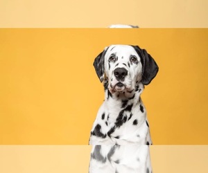 Dalmatian Dogs for adoption in Akron, OH, USA